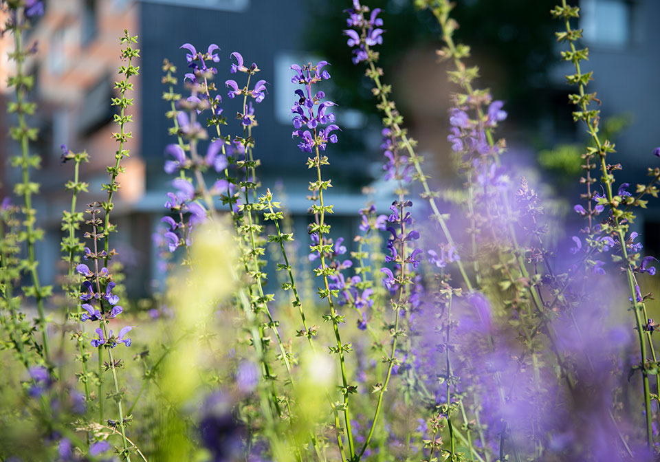 Im Sommer erfahren Sie mehr über die naturnahe Bewirtschaftung unserer Aussenanlagen.